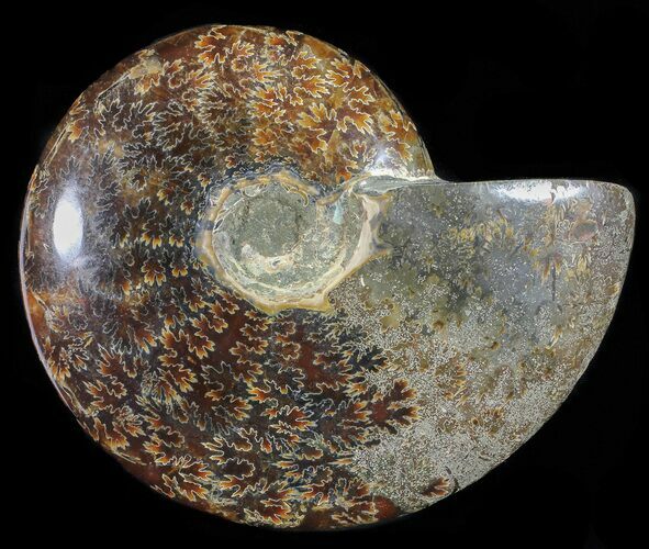 Polished, Agatized Ammonite (Cleoniceras) - Madagascar #54536